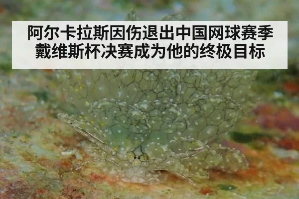 阿尔卡拉斯因伤退出中国网球赛季 戴维斯杯决赛成为他的终极目标